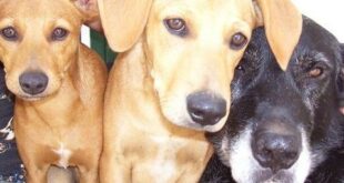 Let´s celebrate our pets - CSN News
