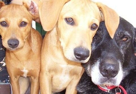 Let´s celebrate our pets - CSN News