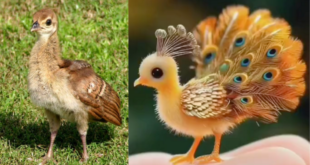 AI and Baby Peacocks: A Growing Internet Problem - CSN News