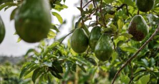 Uproar Over Fruit Fraud Scandal in Axarquia: Over 550 Under Investigation in Axarquia’s Subtropical Fruit Trade. - CSN News