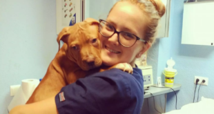 Paws for Thought: Velez-Málaga Takes a Stand Against Pet Abandonment. - CSN News