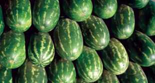 Where are the watermelons from? - CSN News