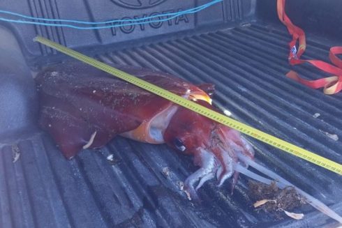 Bizarre and enormous squid that was ‘still alive’ washes up near Spain’s Costa del Sol: Marine experts take rare ‘diamondback squid’ away - CSN News