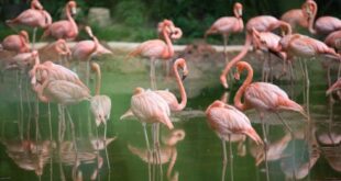 Farmers fume over flamingos destroying rice crops in Spain’s Valencia - CSN News