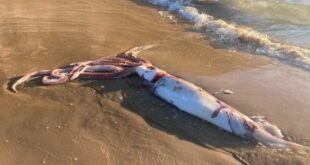 The Kraken awakes – 10-metre squid found on Spanish beach - CSN News