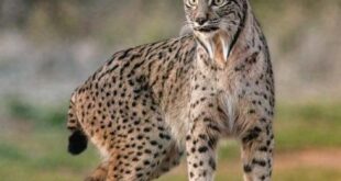Lynx victory in Spain: Wild cat is almost free of risk of extinction after population surpasses 2,000 - CSN News