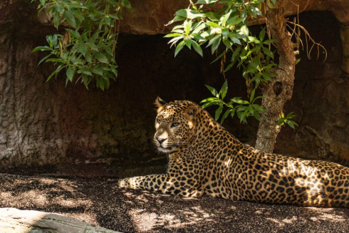 New pair of Sri Lankan leopards arrive to a nature park on Spain’s Costa del Sol - CSN News