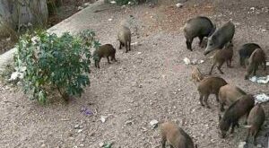 Pig problem  – what to do about the boars - CSN News