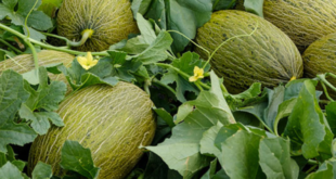 Almería agricultural campaign faces challenges despite increased production - CSN News