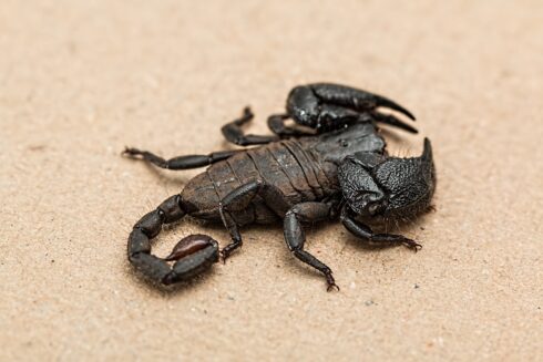 New breed of scorpion is discovered in Spain’s Andalucia - CSN News