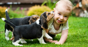 More dogs than children in Malaga province - CSN News