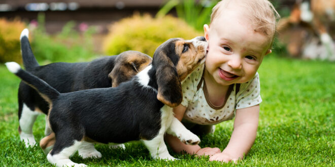 More dogs than children in Malaga province - CSN News