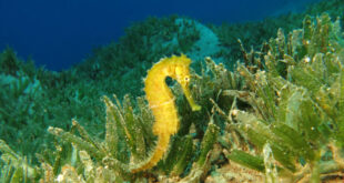 Sponsor a seahorse & help the Mar Menor - CSN News
