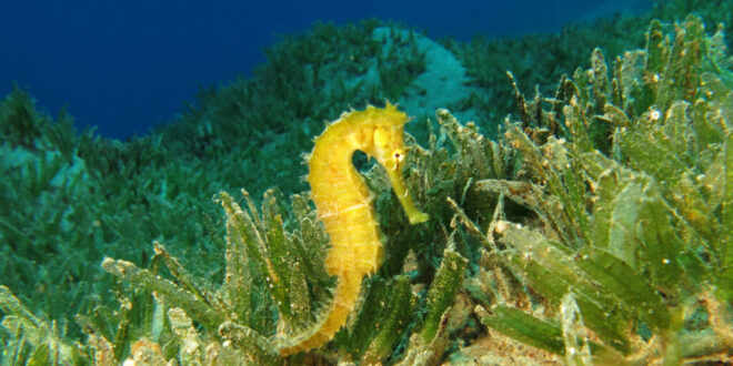 Sponsor a seahorse & help the Mar Menor - CSN News