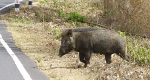 Errant boar causes 3 crashed cars - CSN News