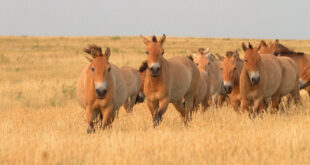 Spanish NGO hopes to release rare horses into the wild - CSN News