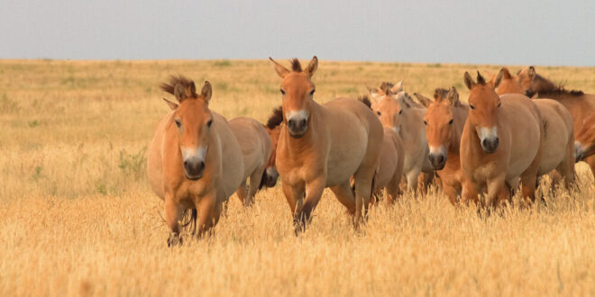 Spanish NGO hopes to release rare horses into the wild - CSN News