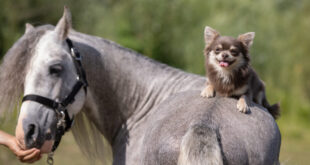 AA Dog Rescue’s successful Night at the Races - CSN News