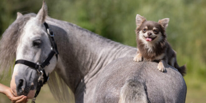 AA Dog Rescue’s successful Night at the Races - CSN News