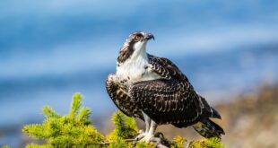 Day of Birds in Murcia: Activities for families and nature lovers - CSN News