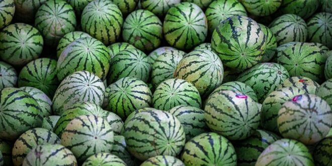 Beware of foaming watermelons - CSN News