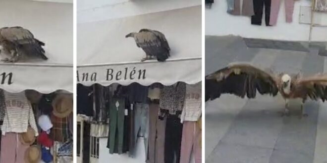Vulture drops in on shoppers - CSN News