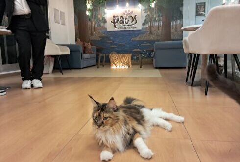 Pictured: Inside Malaga’s first ever cat cafe that’s home to 17 adorable moggies - CSN News