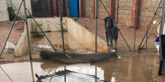 Animals drowned and many left suffering after DANA - CSN News