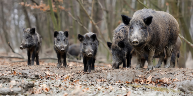 Wild boars dine out in Huércal de Almería - CSN News