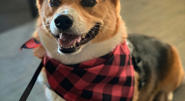 Bennie the Corgi loves the pet-sitters - CSN News