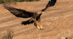 Majestic golden eagle rescued and set free in Almería - CSN News