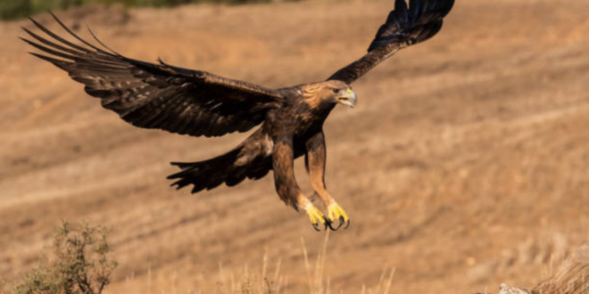 Majestic golden eagle rescued and set free in Almería - CSN News