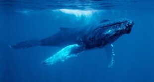 AI breakthrough enables conversations with whales - CSN News