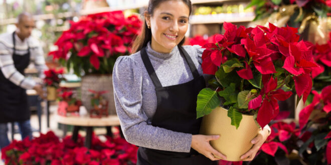 El Ejido: Spain’s Christmas Poinsettia capital - CSN News