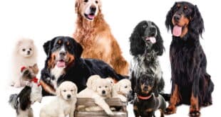 Best in show – dog fair in Torremolinos - CSN News