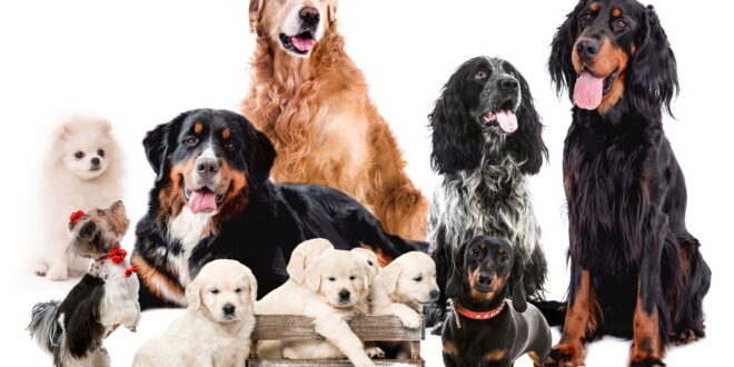 Best in show – dog fair in Torremolinos - CSN News