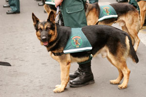 Police dog in Spain finds cocaine hidden in a stripper’s vagina after sniffing the bar where she danced - CSN News