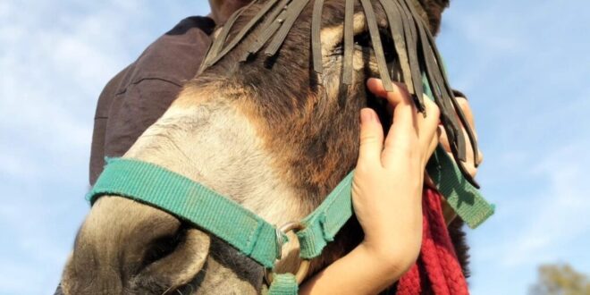 Walk and brunch event to help Mijas donkeys in need - Costa News Spain