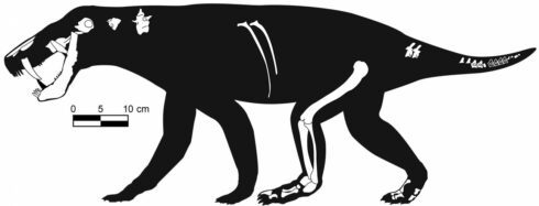 Bizarre fossil of dog-like sabre-toothed creature dating back 270 million years is found in Spain - CSN News