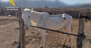 Spanish couple are arrested for animal abuse after ‘farm of horrors’ is discovered in Alicante
