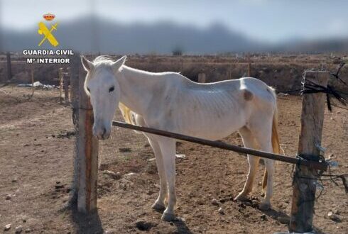 Spanish couple are arrested for animal abuse after ‘farm of horrors’ is discovered in Alicante
