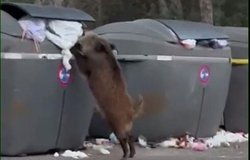 Wild boar warning in Spain: Experts say animals can spread a deadly disease and that the country could soon have ‘a big problem’ - CSN News