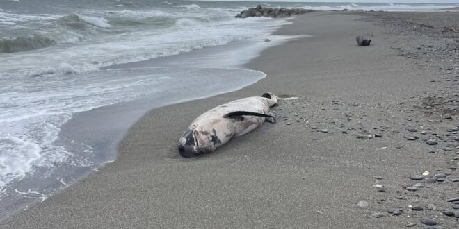 Mystery of the ‘whale’ that washed up in Guadalmina - Costa News Spain