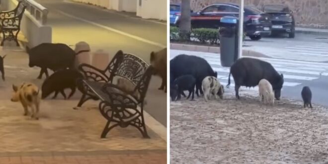 Boars and wild pig numbers out of control, Miramar Fuengirola - Costa News Spain
