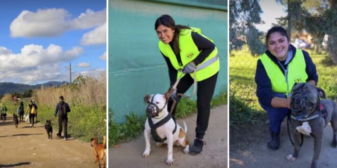 Combining health and fitness with rescue dog walking - Costa News Spain