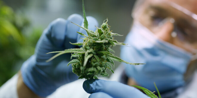 Spain’s cannabis revolution: Is this the high we’ve been waiting for? - CSN News