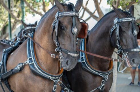 Horse carriages will be eliminated by the end of the year in Spain’s Malaga - CSN News