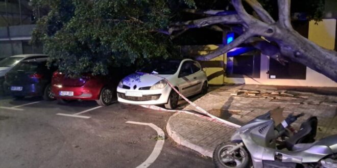 High winds fell trees in Benalmadena - Costa News Spain