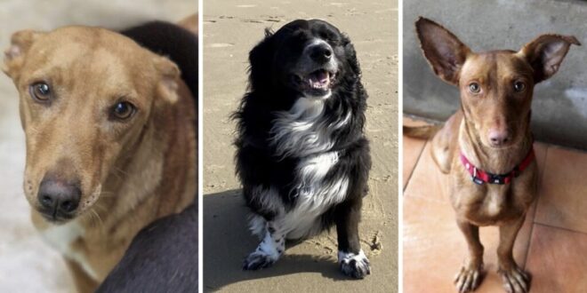 Helping Paws, Healing Hearts: ACE SHIN La Cala de Mijas need your support - Costa News Spain