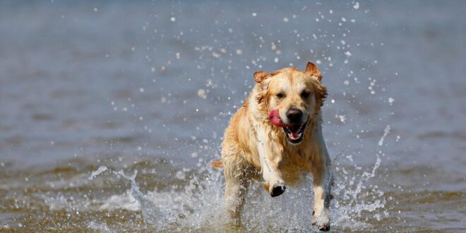 Dogs allowed at last on Mojacar beach - CSN News